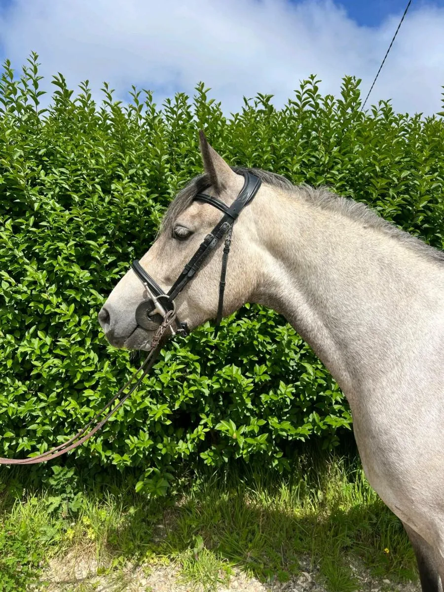 Class 1 Connemara mare - Image 3