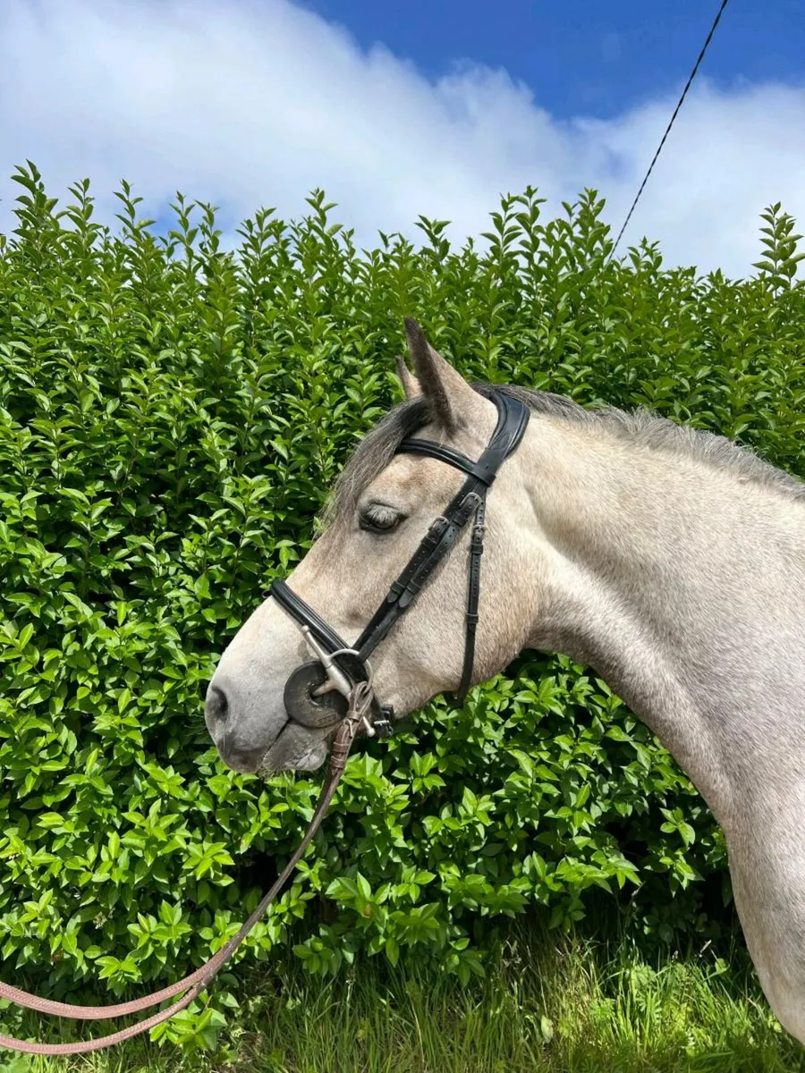 Class 1 Connemara mare - Image 4