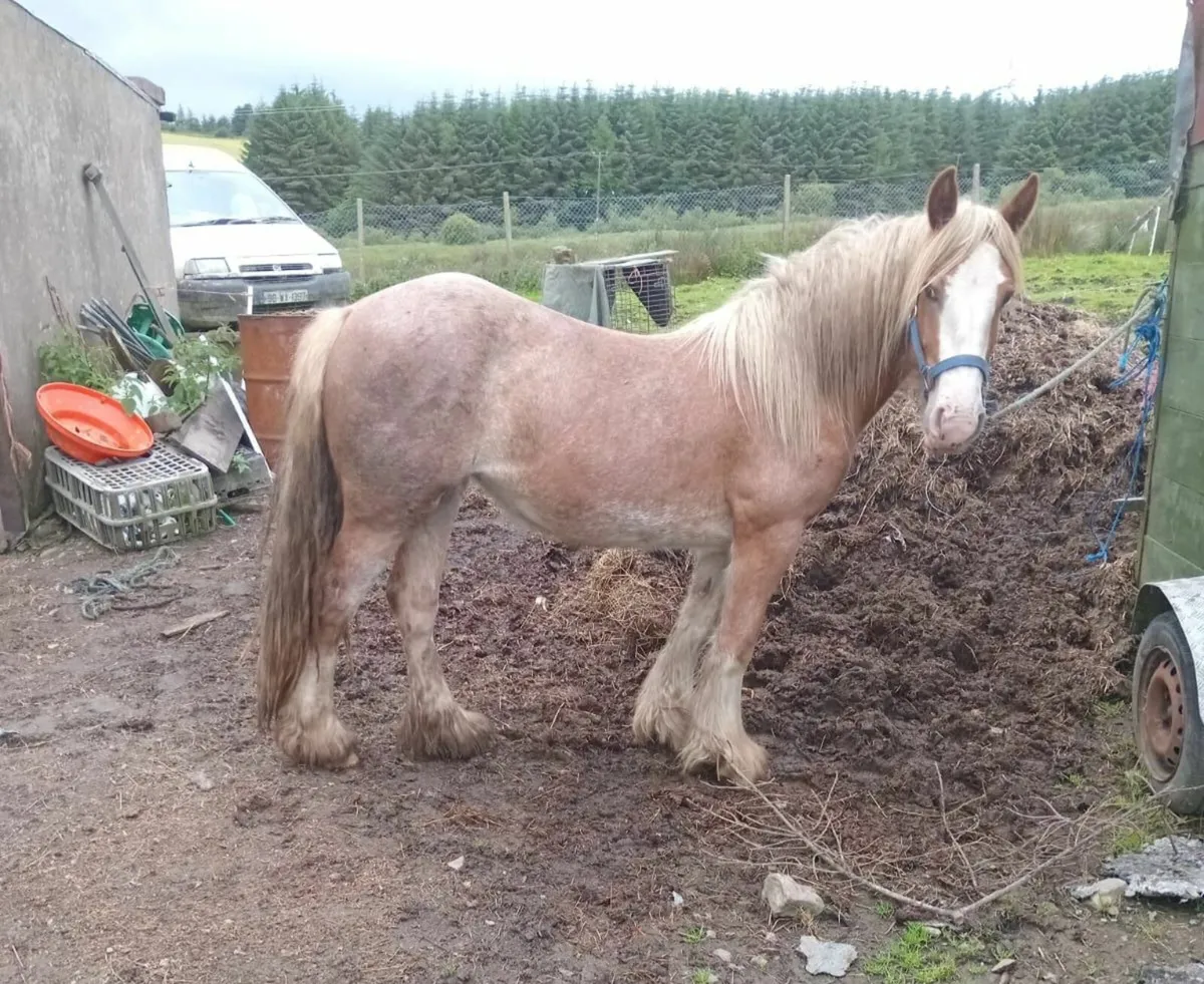 Chestnut Filly - Image 1