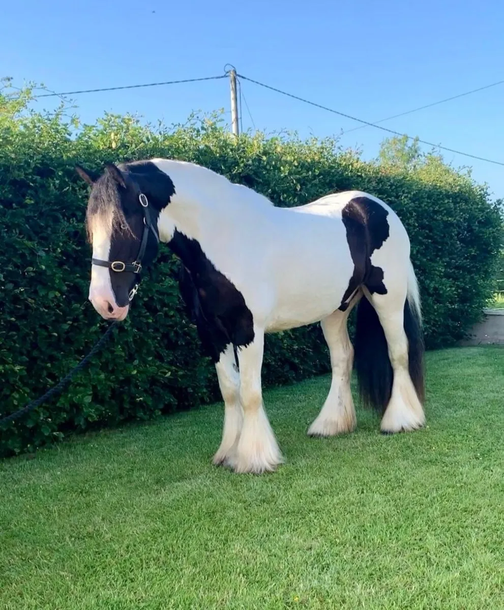 Gorgeous 8 yr old  Irish cob gelding - Image 1