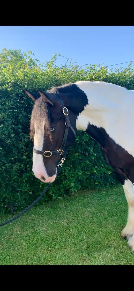 Gorgeous 8 yr old  Irish cob gelding - Image 2