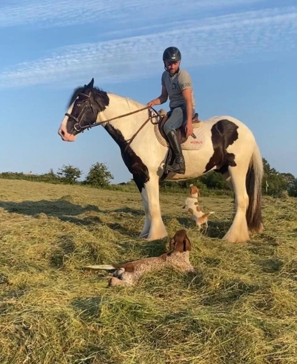 Gorgeous 8 yr old  Irish cob gelding - Image 3