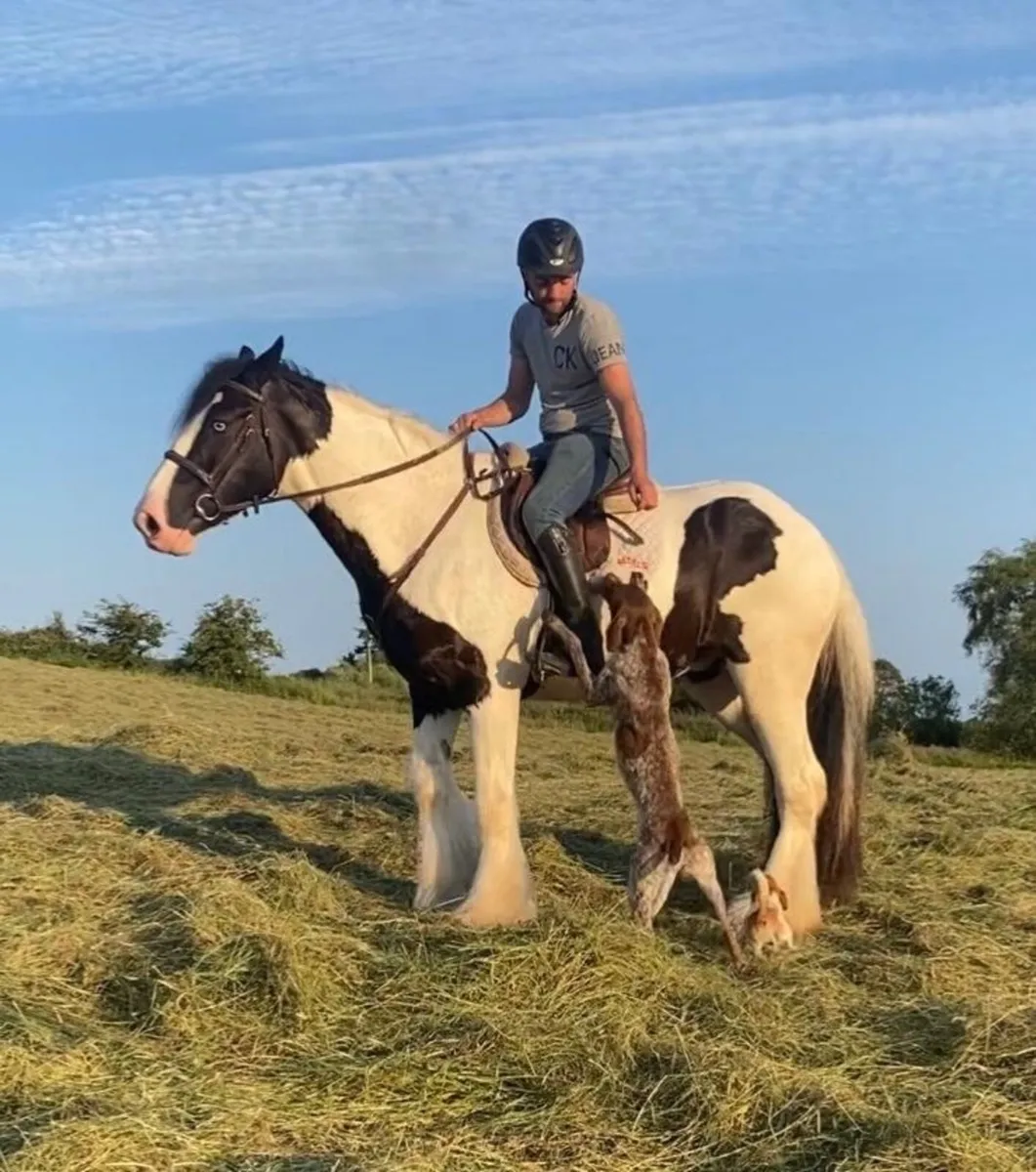 Gorgeous 8 yr old  Irish cob gelding - Image 4