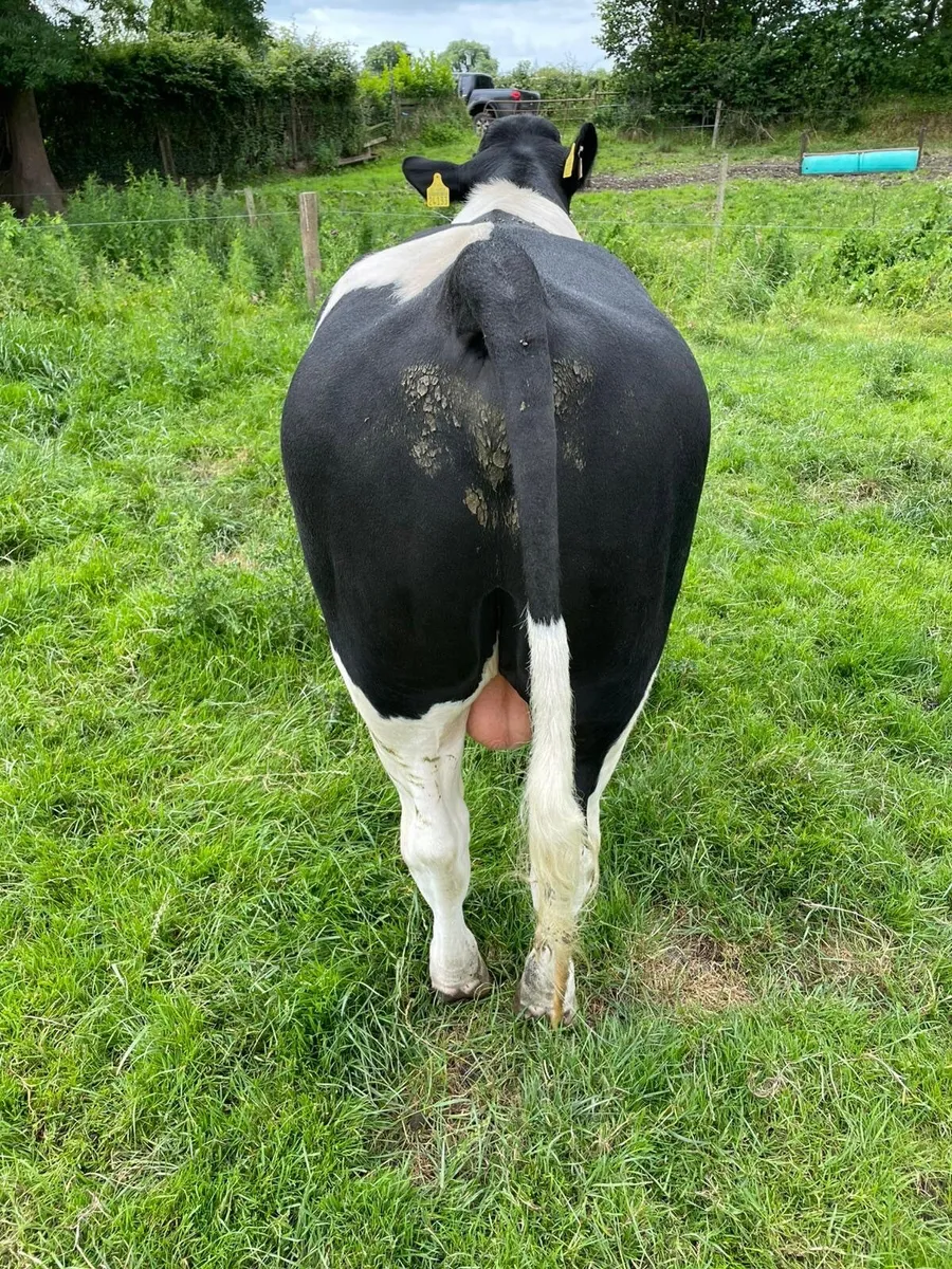 Cattle - Image 1