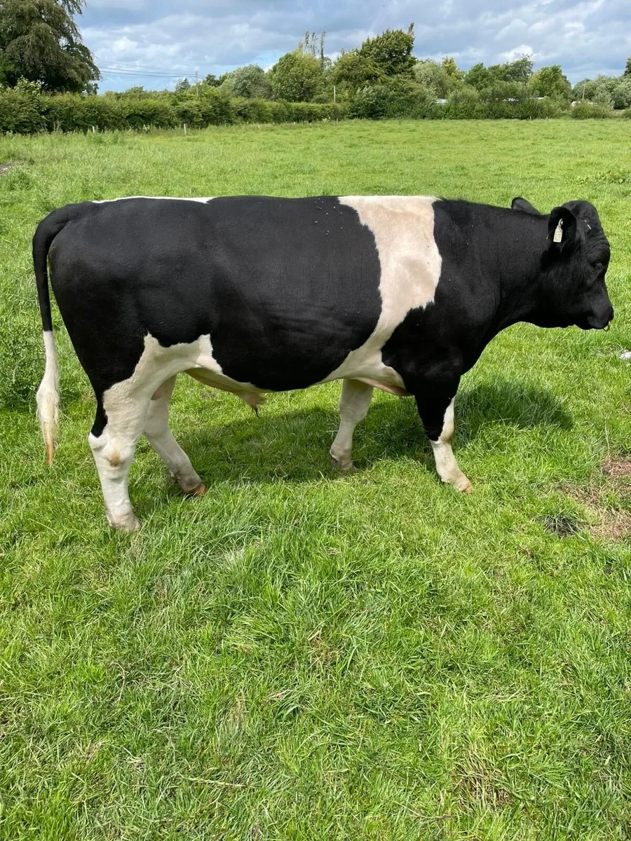 Cattle - Image 2