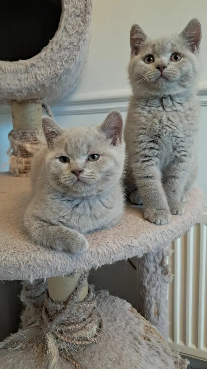 Pure British shorthair Kittens - Image 2
