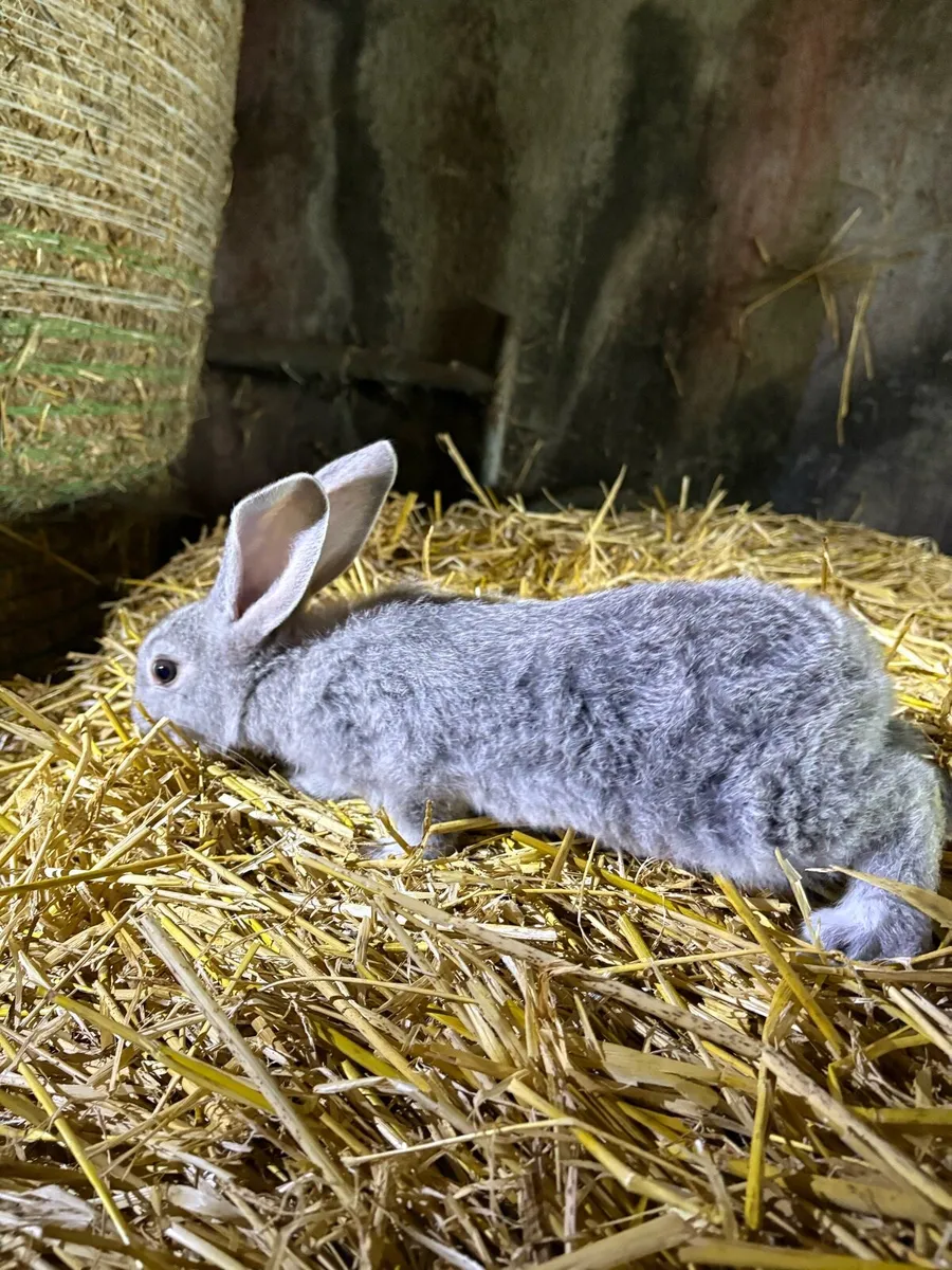 Rabbits - Image 2