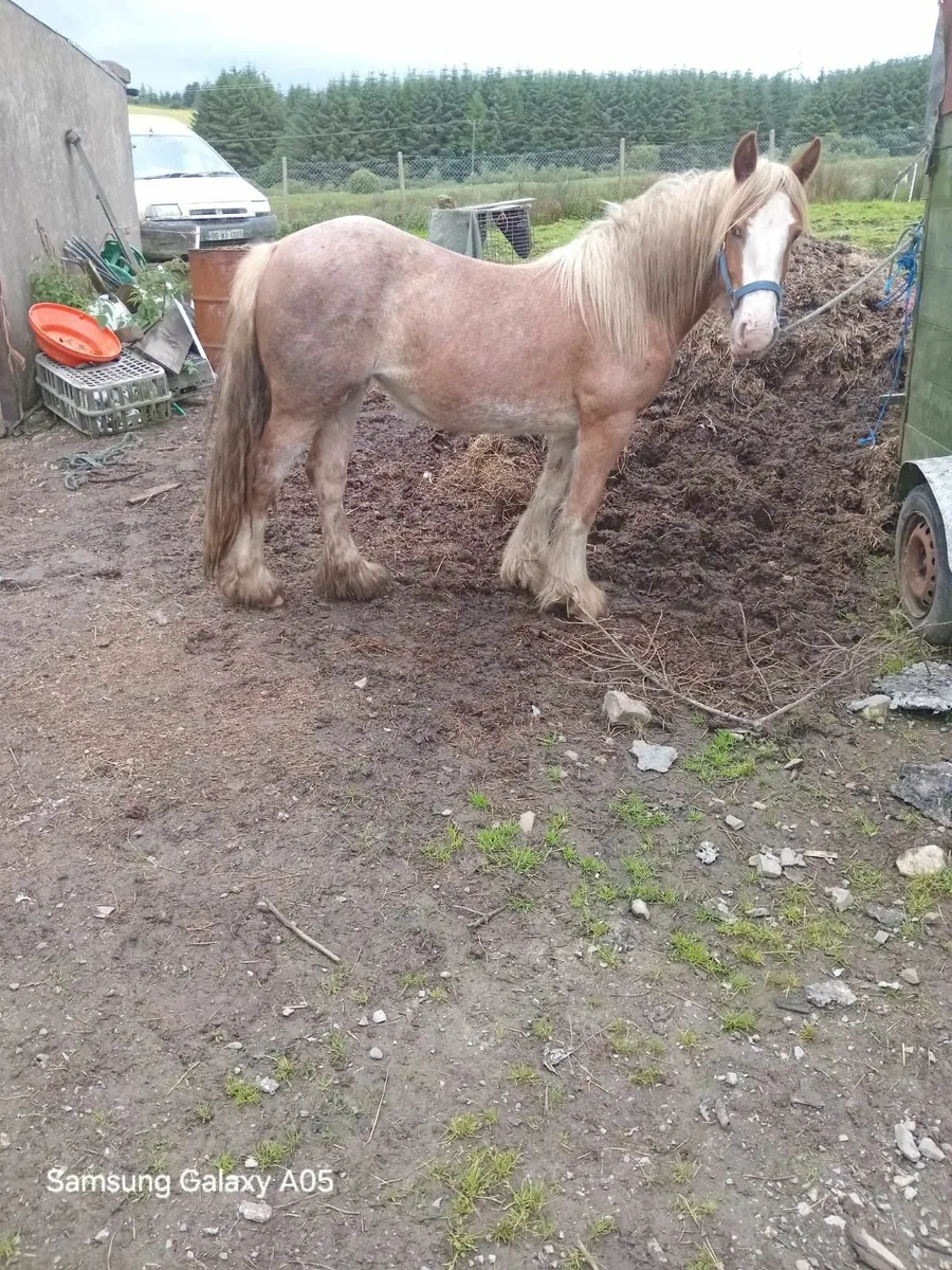 Chestnut Filly - Image 2