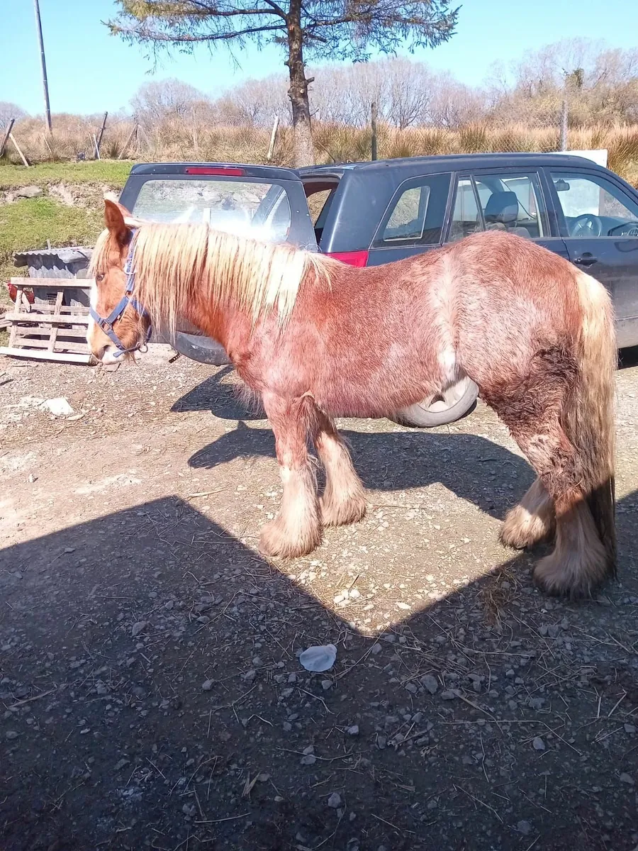 Chestnut Filly - Image 3