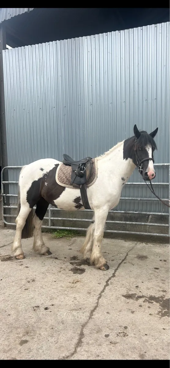 Cob gelding - Image 1