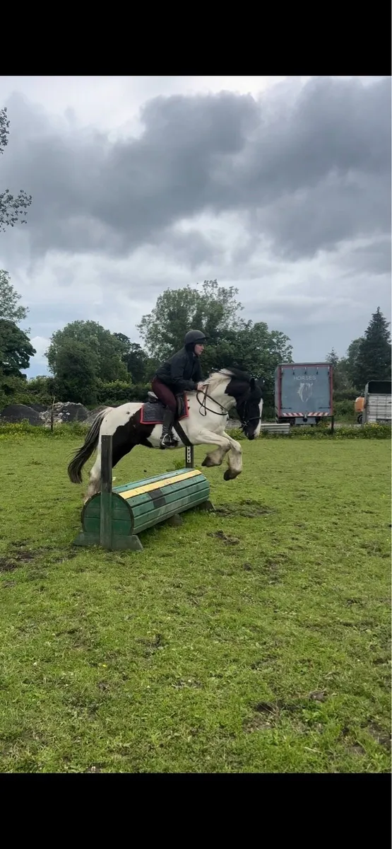 Cob gelding - Image 3