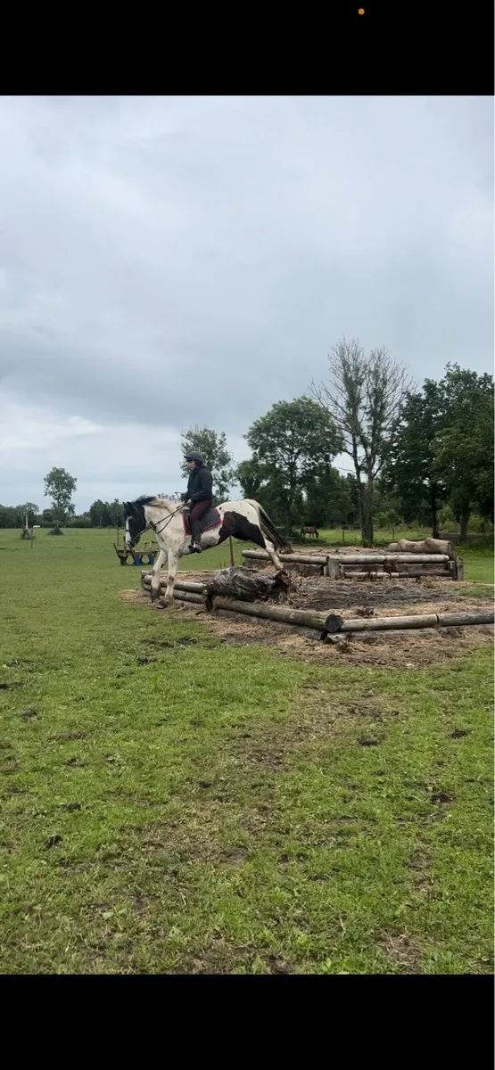 Cob gelding - Image 4
