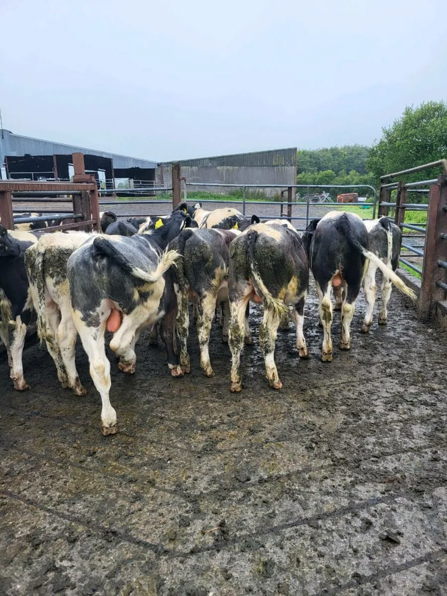 Weanlings - Image 1