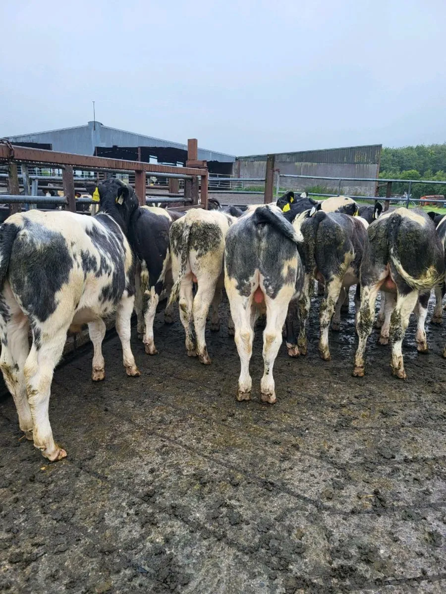 Weanlings - Image 2