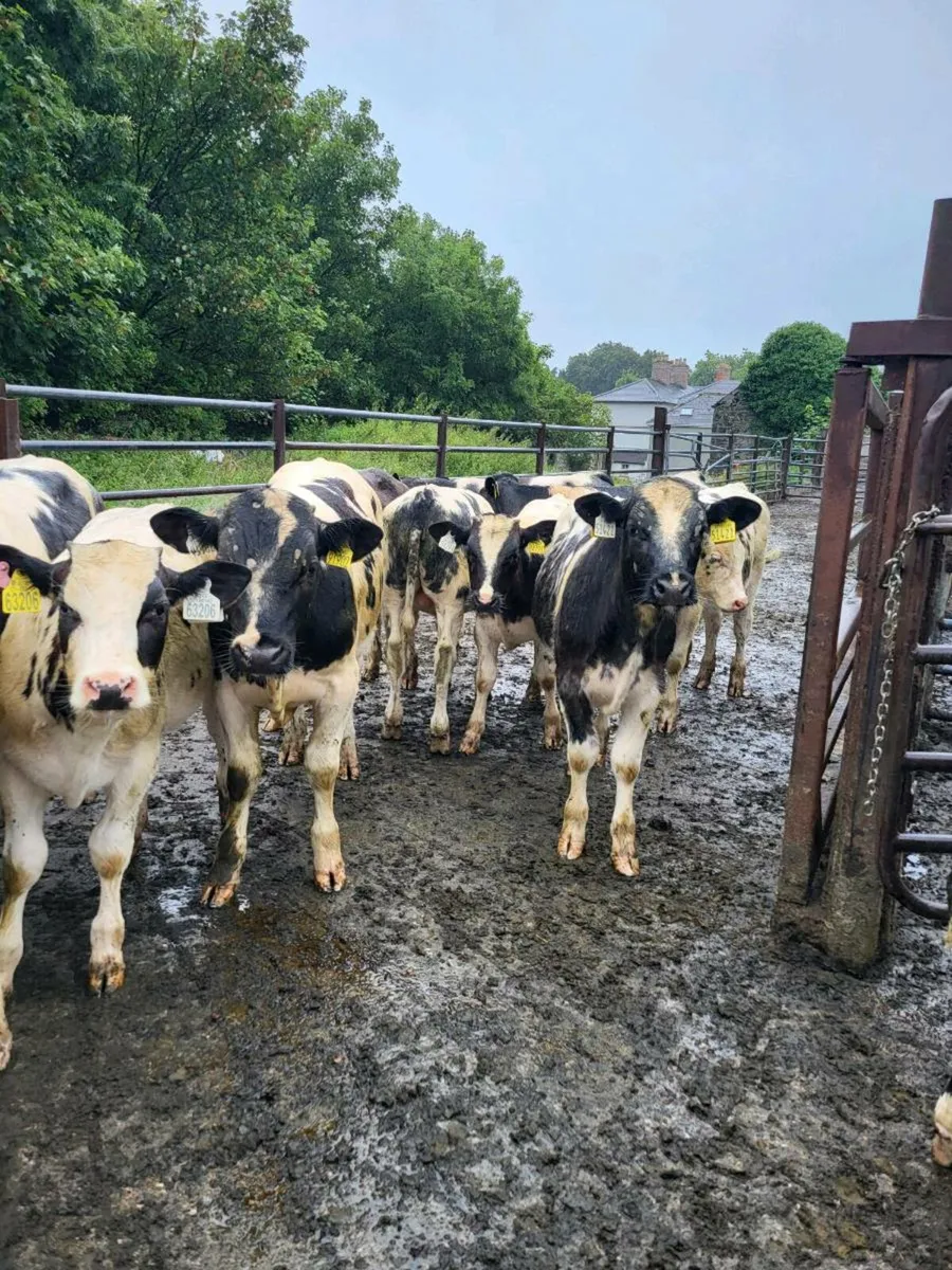 Weanlings - Image 4