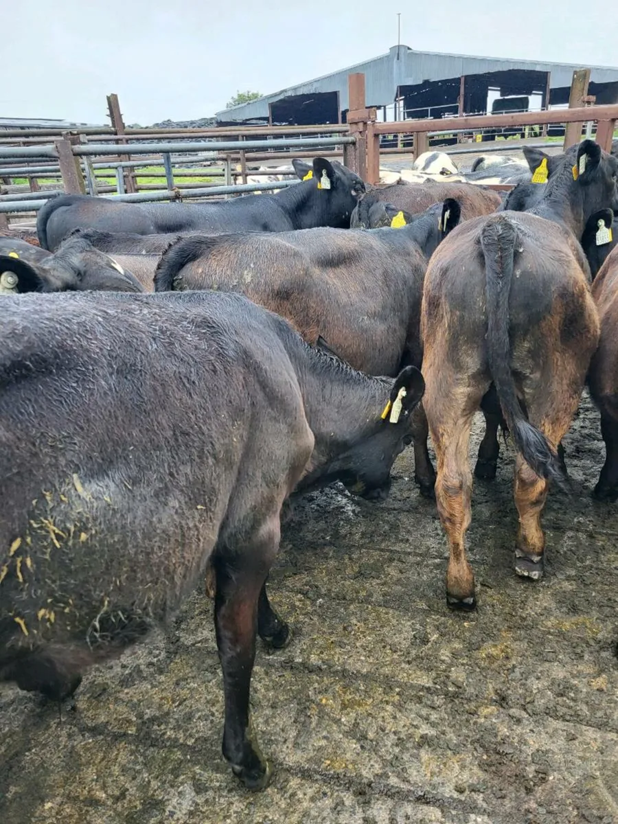 Weanlings - Image 2
