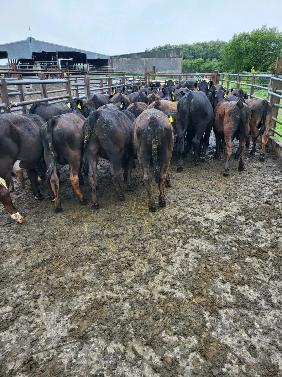 Weanlings - Image 4