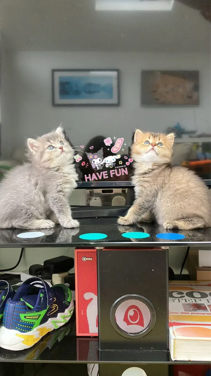 Kitten - Image 1