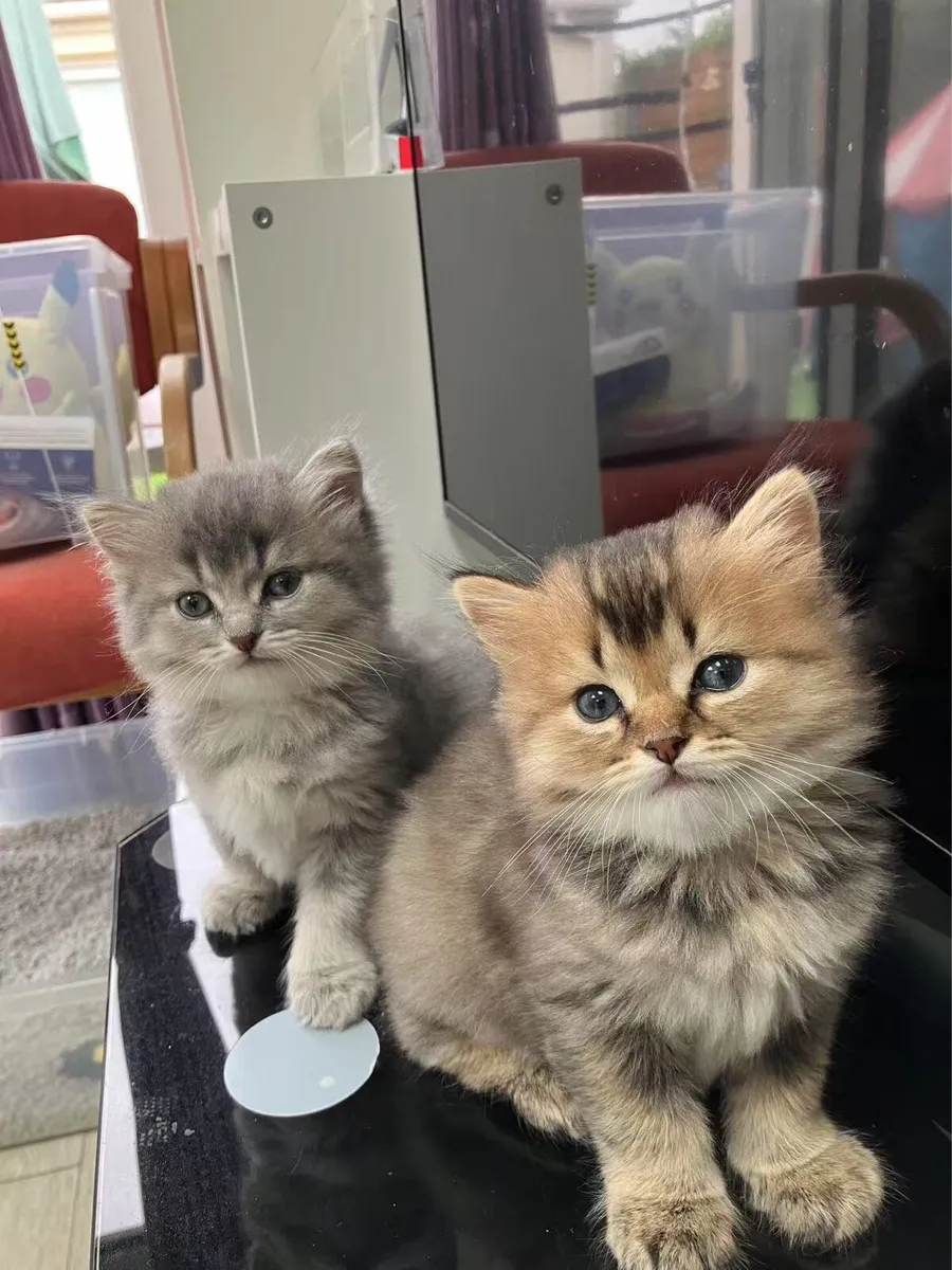 Kitten - Image 2