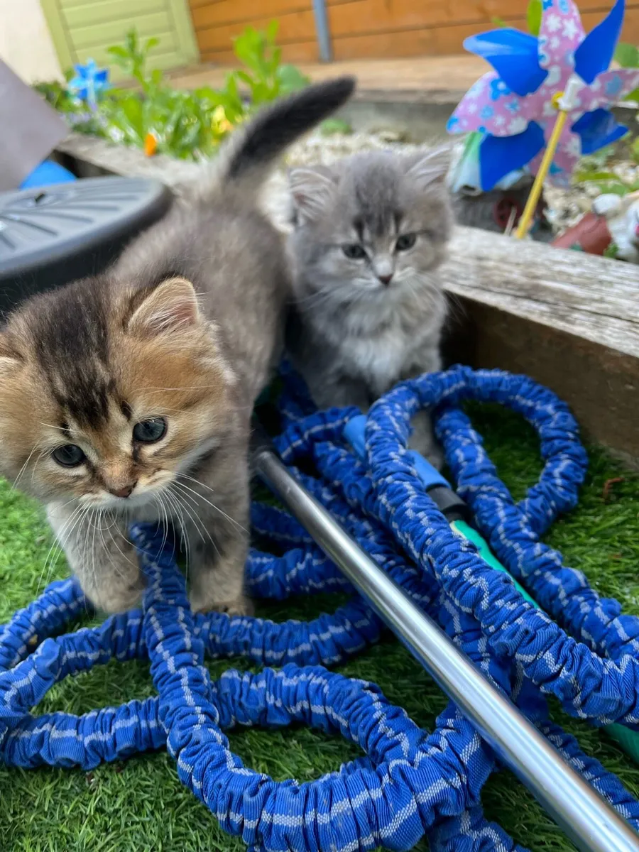 Kitten - Image 3