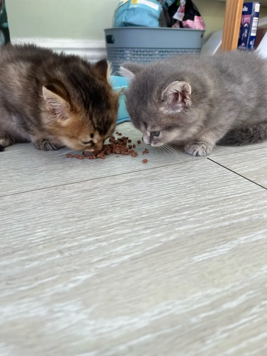 Kitten - Image 4