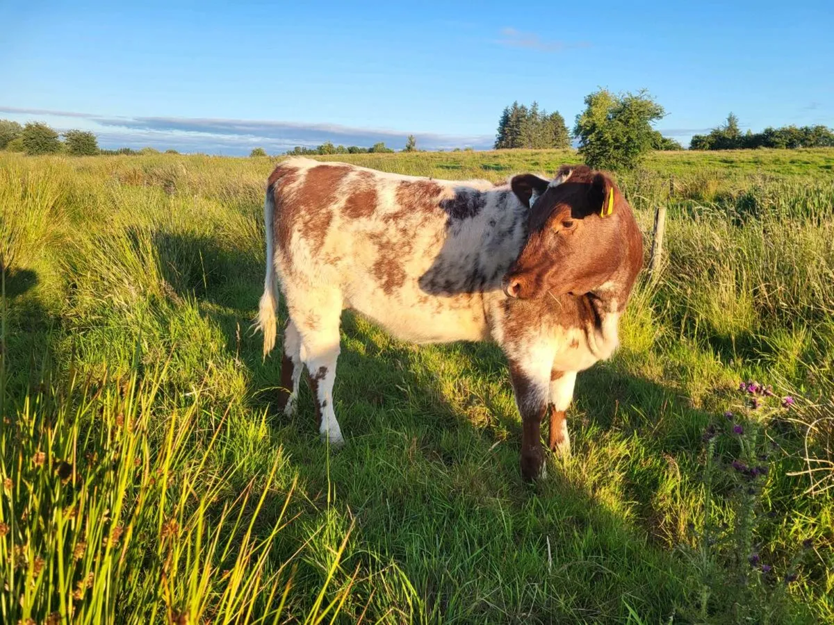 **** Purebred SH Heifer **** - Image 4