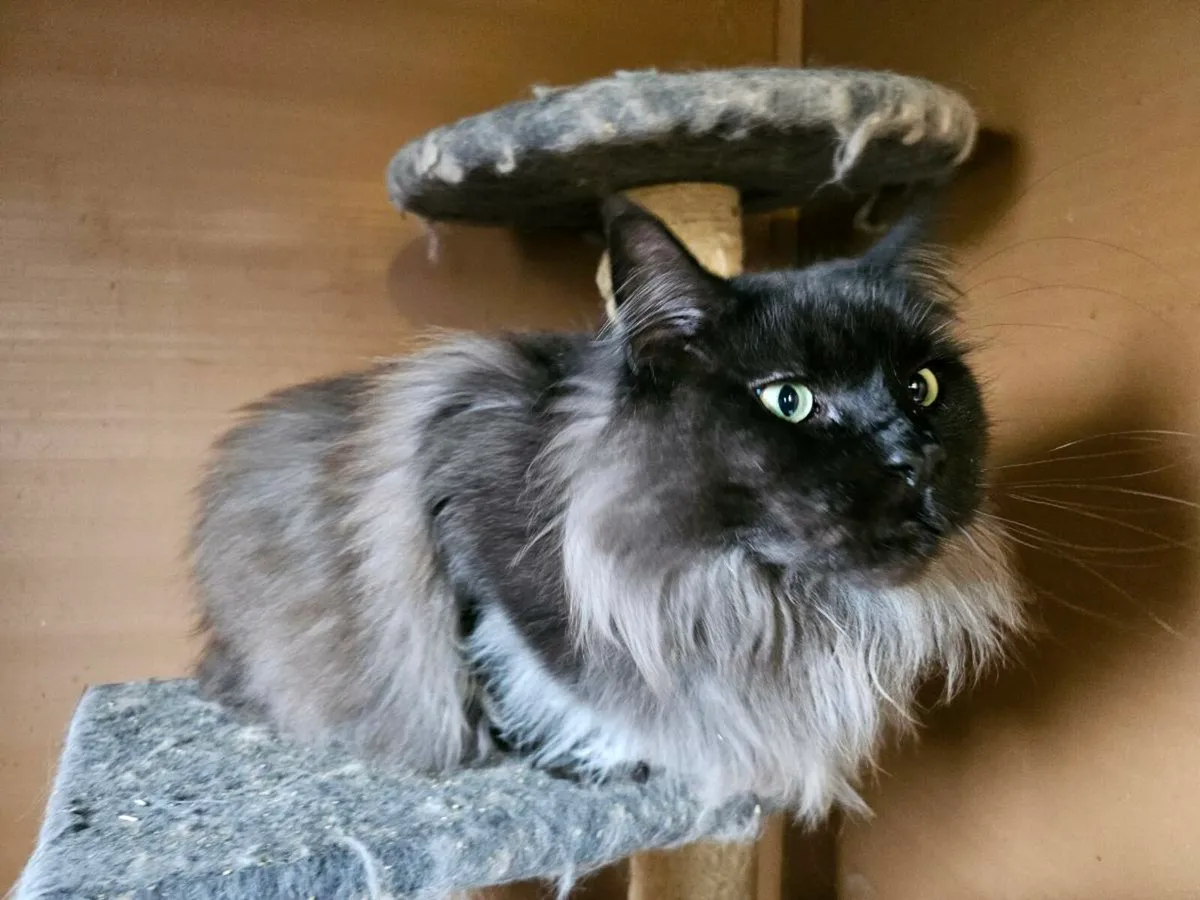 Maine coon female neutered, pedigree - Image 1