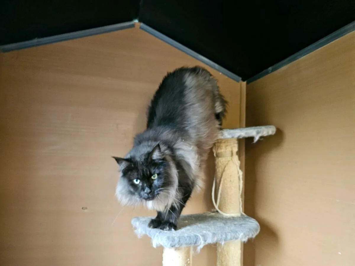 Maine coon female neutered, pedigree - Image 2