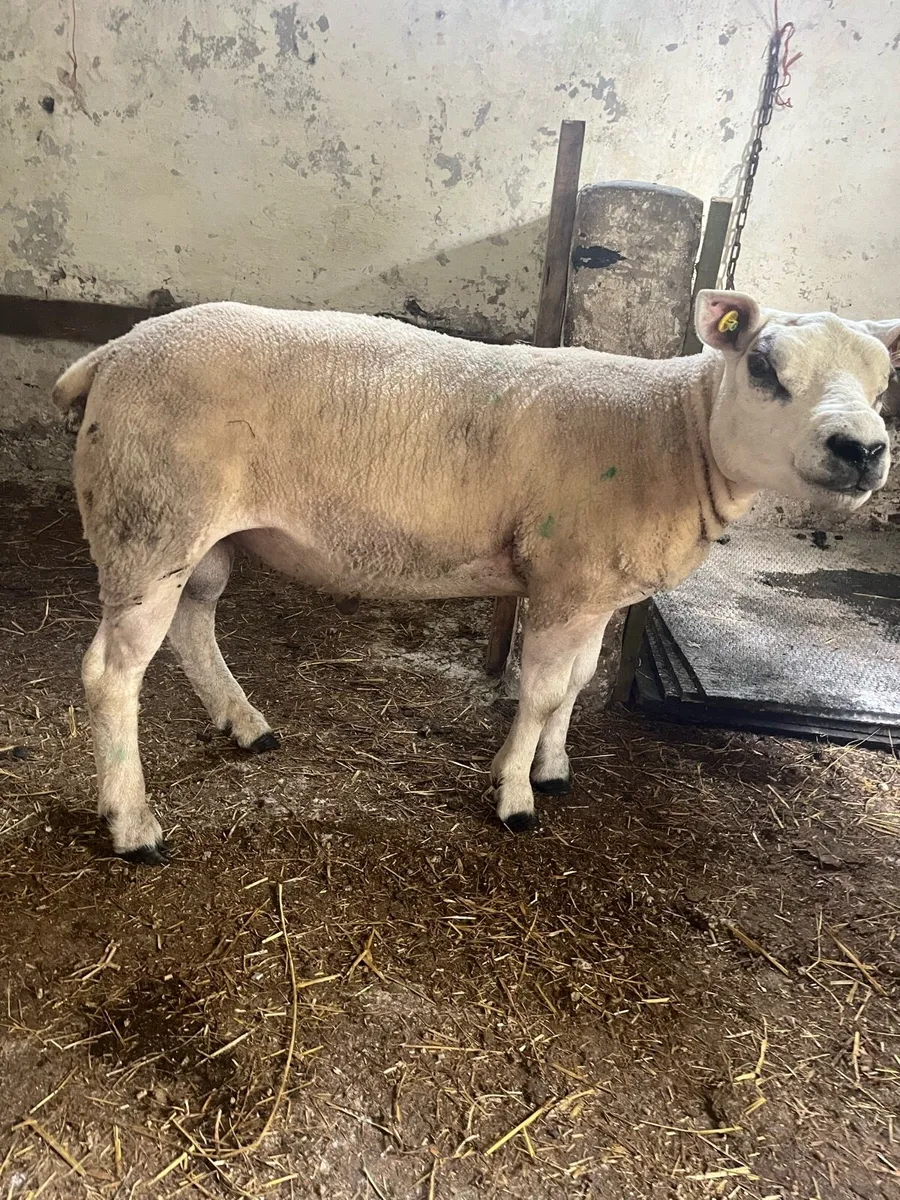 Texel ram - Image 1