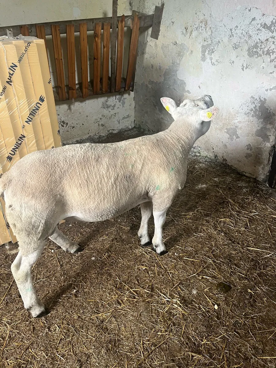 Texel ram - Image 2