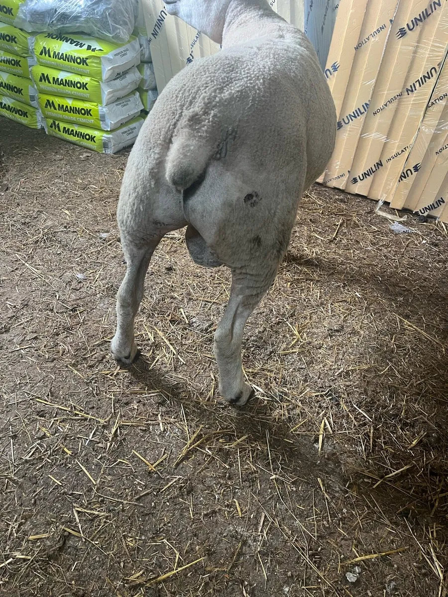 Texel ram - Image 3