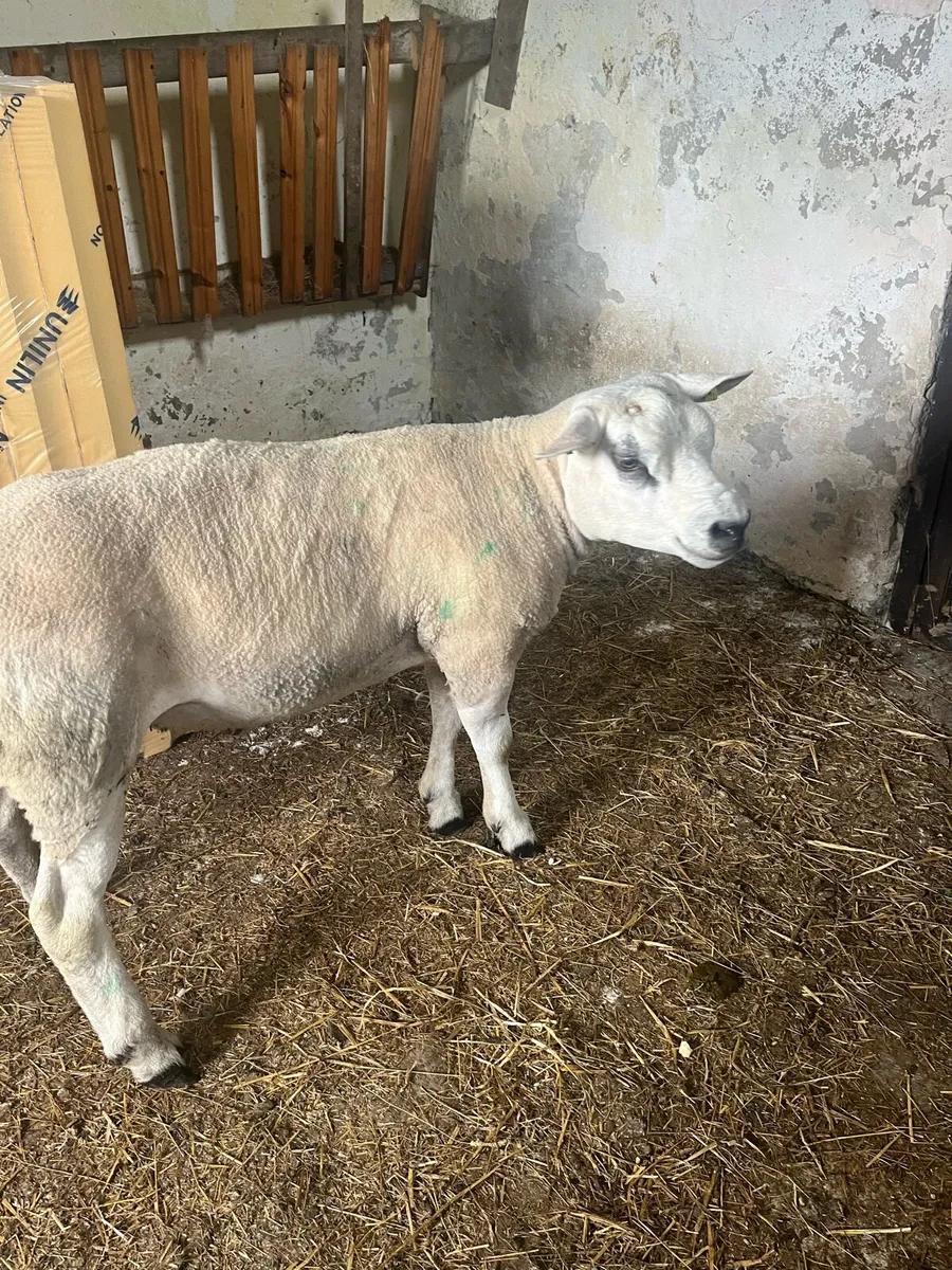 Texel ram - Image 4