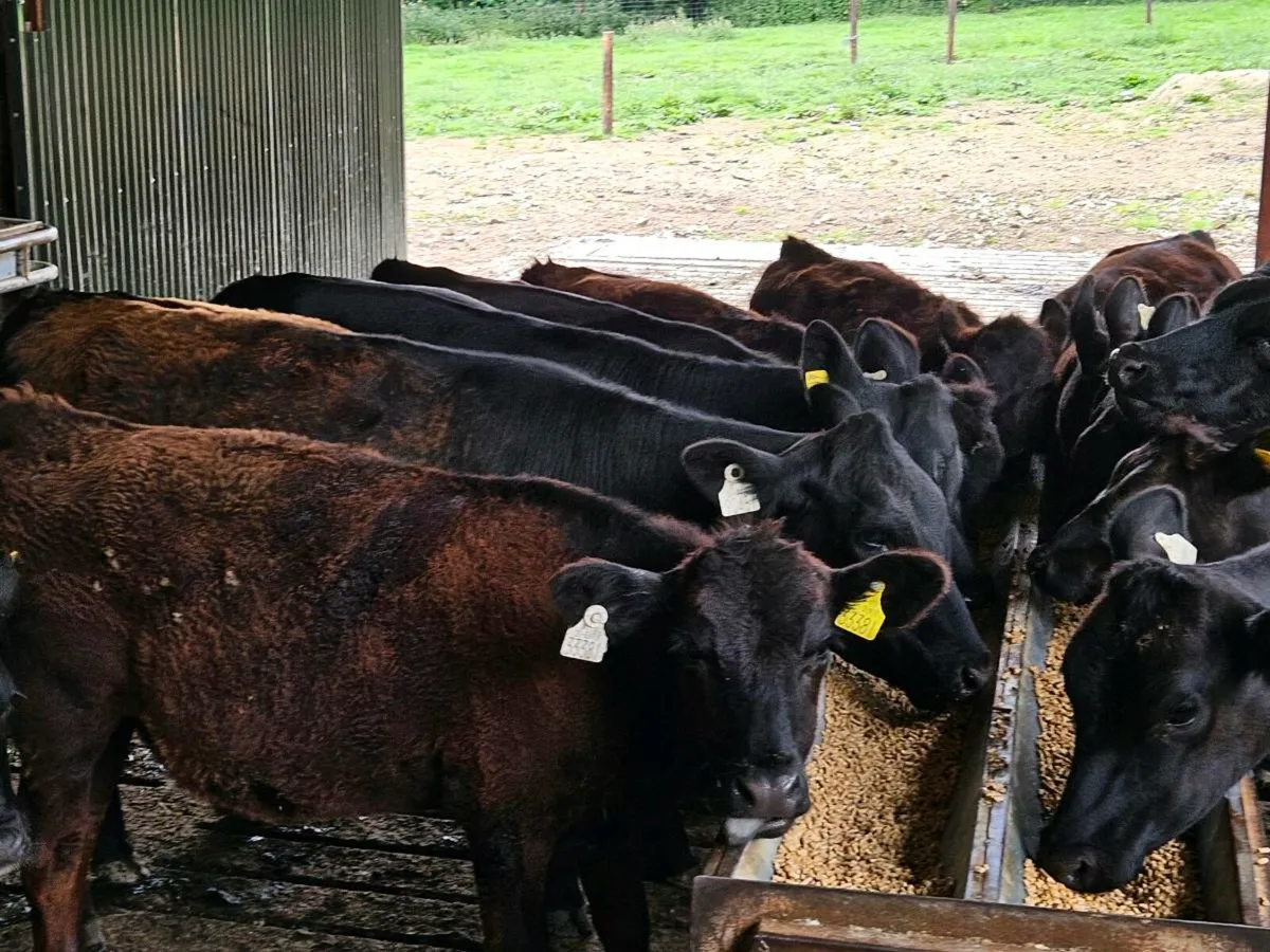 14 lovely Angus heifers for sale - Image 1