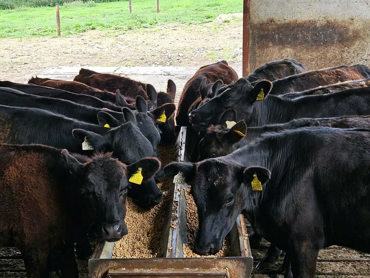14 lovely Angus heifers for sale - Image 2
