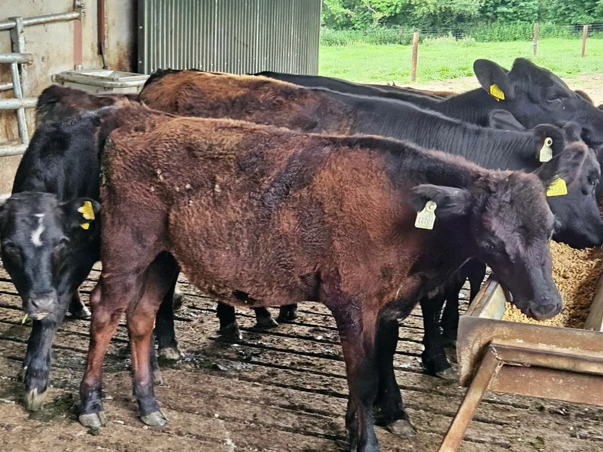 14 lovely Angus heifers for sale - Image 4