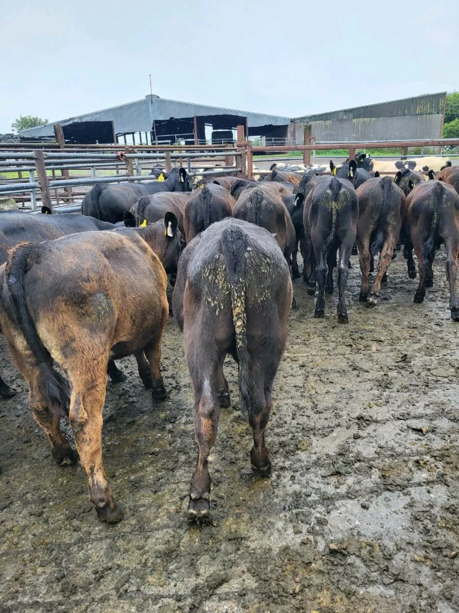 Weanlings - Image 1