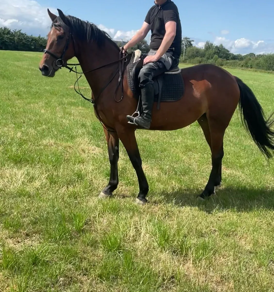 5yr old 15.3 - Image 1