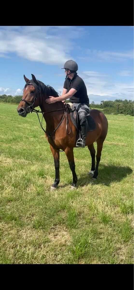 5yr old 15.3 - Image 2