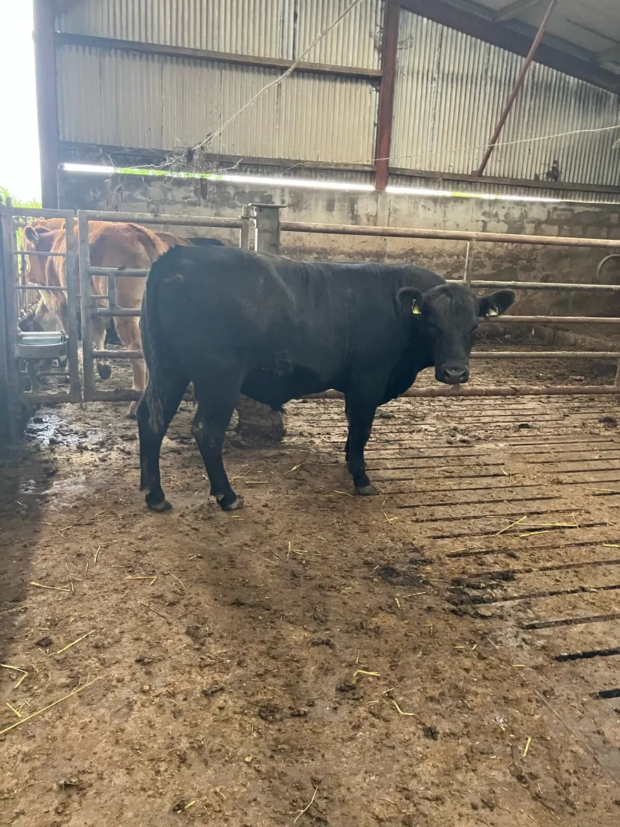 PBR Angus Bull 15 months old - Image 2