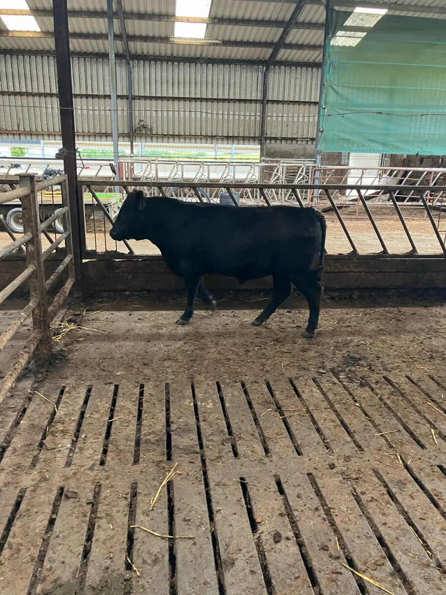 PBR Angus Bull 15 months old - Image 3