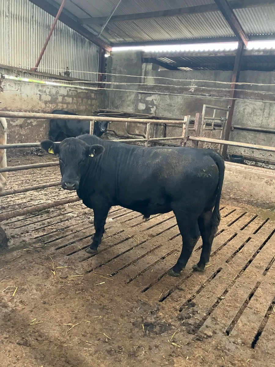PBR Angus Bull 15 months old - Image 4