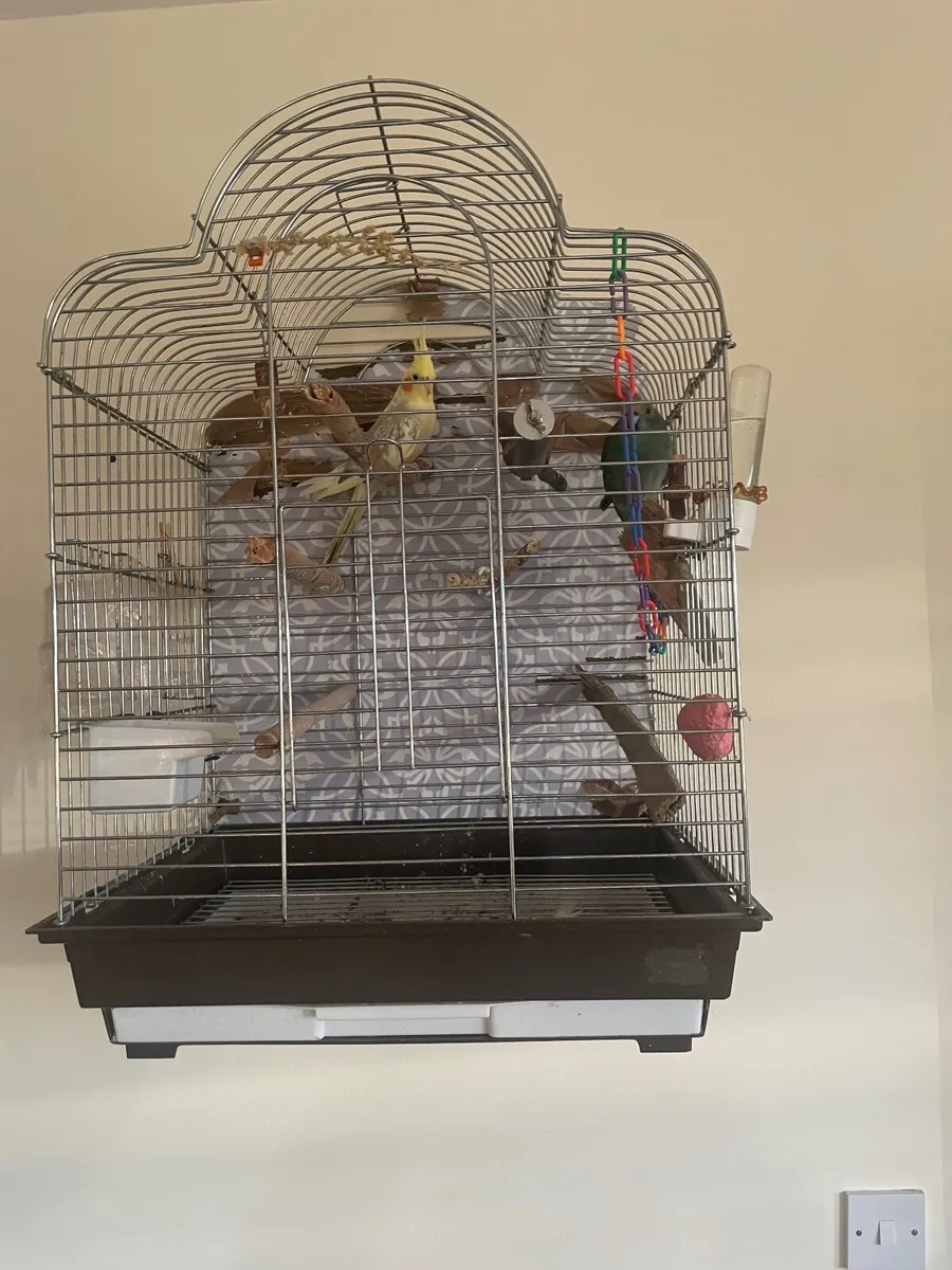 Birds free to good home - Image 1