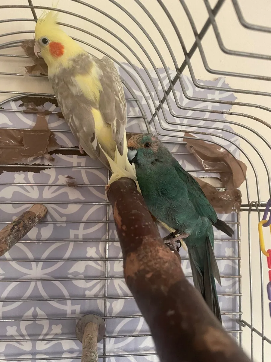 Birds free to good home - Image 2