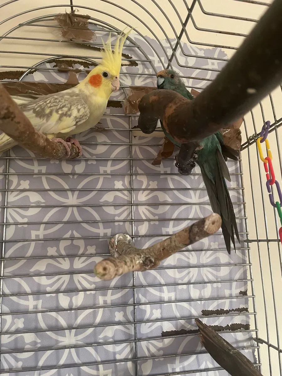 Birds free to good home - Image 3
