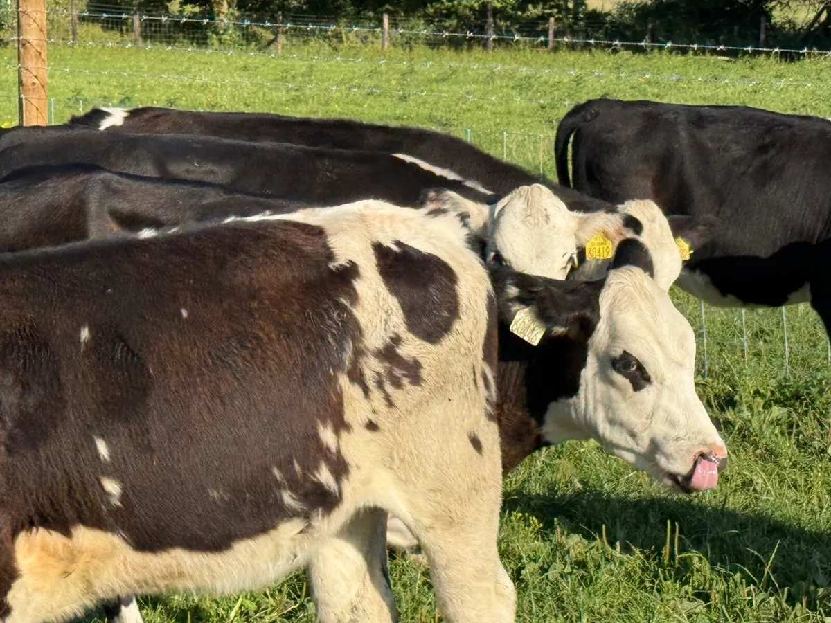 6 HEREFORD HEIFERS WEANLINGS ( 180 KGS) - Image 3