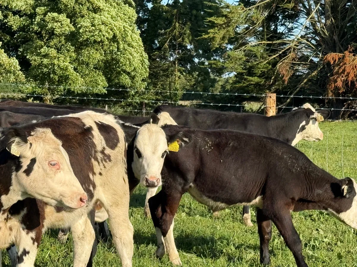 6 HEREFORD HEIFERS WEANLINGS ( 180 KGS) - Image 4