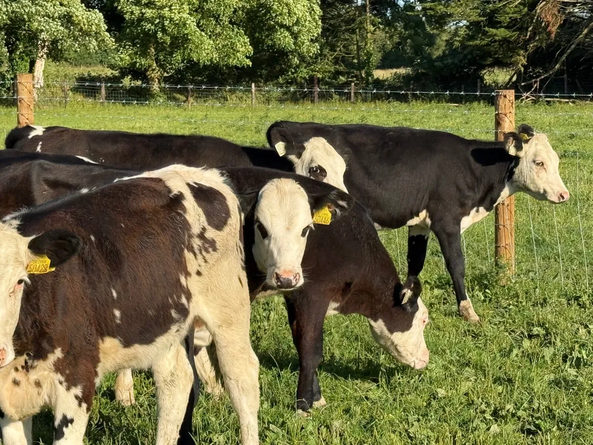 6 HEREFORD HEIFERS WEANLINGS ( 180 KGS) - Image 2