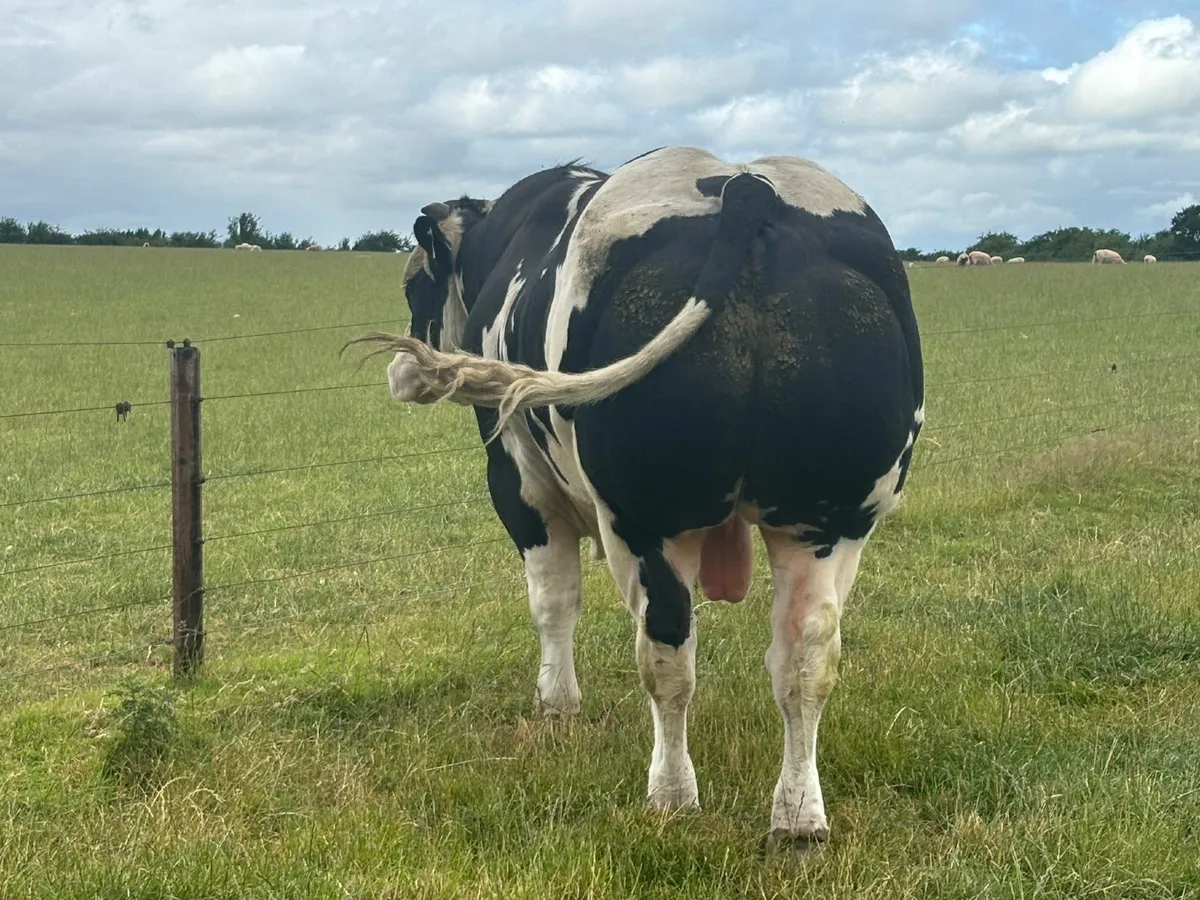 Belgian blue bull - Image 2