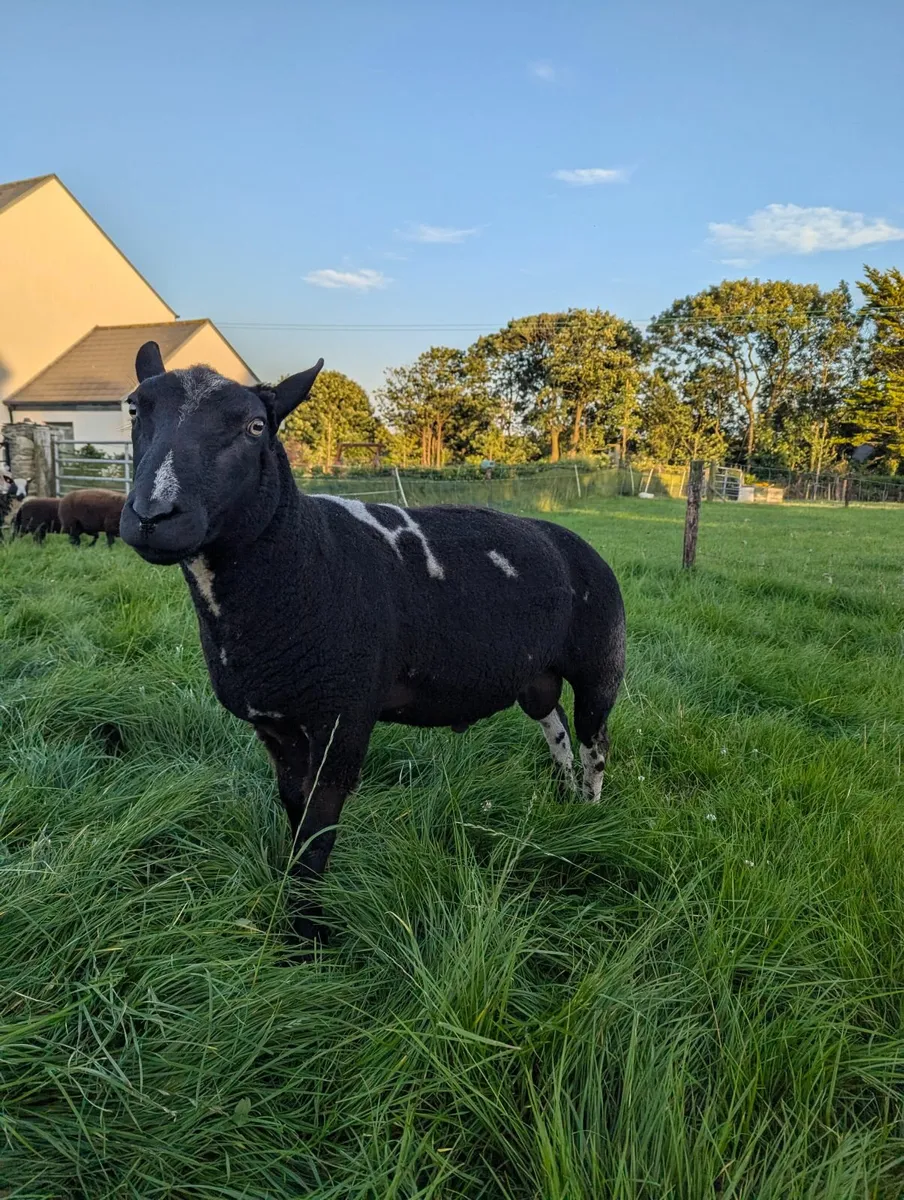 PBR Dutch Spotted Ram - Image 2