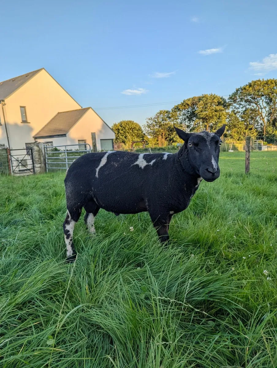 PBR Dutch Spotted Ram - Image 1